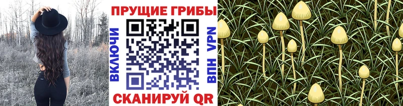 Галлюциногенные грибы мицелий  наркотики  Саянск 